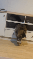 Domestic cats observed playing and relaxing indoors in Thailand