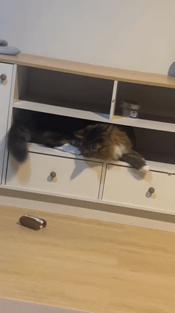 Domestic cats observed playing and relaxing indoors in Thailand