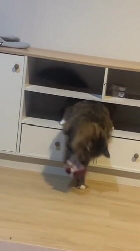 Domestic cats observed playing and relaxing indoors in Thailand