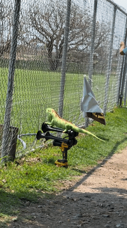 Outdoor gathering with iguana, spectators documented in Mexican town