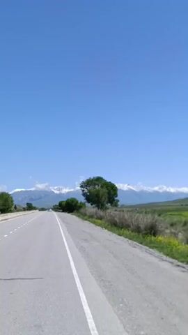 The video shows a landscape from the perspective of someone moving along a road. On the left is the road, which appears to be asphalt with a white line dividing the lanes. The road curves slightly to the left. To the right of the road is a gravel shoulder and then a grassy area with bushes and some yellow wildflowers. In the middle distance, there is a single large tree. Further beyond the tree and the field is a mountain range with snow-capped peaks under a clear blue sky. The sun is shining brightly, indicating a daytime scene. The movement suggests the video was likely recorded from a vehicle or while walking.