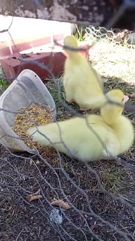 Two yellow ducklings are in a grassy area with a clear plastic container of birdseed. One duckling is in the foreground, facing away from the camera and eating from the seed container. The other duckling is in the background, also facing away from the camera and moving towards the seed container. A wire fence runs across the lower part of the frame, partially obscuring the ducklings and the seed. Some dry leaves and twigs are on the ground. In the background, there are some red bricks and a rusty object. The lighting suggests it is daytime.