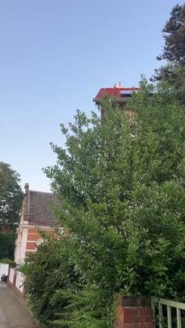 A low-angle shot looks up at a dense green shrub that dominates the foreground. Behind the shrub, parts of two houses are visible. The house on the left has a gray roof with a white trim and brick accents. The house on the right has a red tiled roof with a chimney and solar panels. The sky is clear and pale blue. The shot is steady.