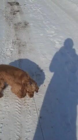 A medium-sized, golden-colored dog is walking on a snow-covered path. The dog is on a leash, and a shadow of a person holding the leash is visible. The path has tire tracks imprinted in the snow. The dog appears to be sniffing the ground. The environment is bright, suggesting a sunny day.