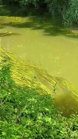 The video shows a close-up view of a body of water with murky green algae. There are long strands of what appear to be submerged aquatic plants or algae floating in the water, some of which are a bright yellow-green color. In the middle of the frame, a small dark object, possibly an insect or a small bird, is visible perched on the floating vegetation. The foreground is filled with lush green foliage, including leaves and stems. The background shows more of the water and vegetation, with some shadows suggesting trees or a bank on the far side of the water. The water appears still and stagnant.