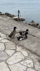 Ducks spotted near historic monastery in Corfu morning scene