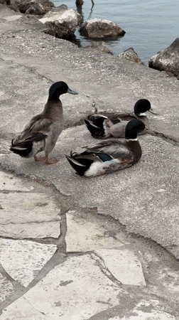 Ducks spotted near historic monastery in Corfu morning scene