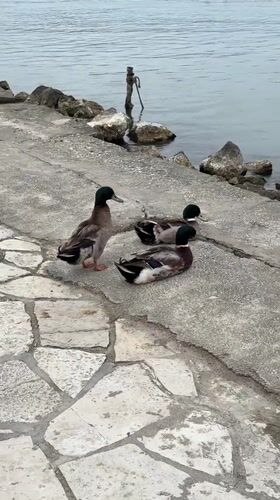 Ducks spotted near historic monastery in Corfu morning scene