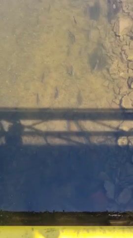The video shows an overhead view of a shallow body of water. The bottom is visible and appears to be made up of small stones and sand. Several small fish are swimming in the water. A dark shadow, cast by an unseen object, crosses the frame horizontally. This shadow appears to be from a structure, possibly a bridge or pier, with visible railing details. The water is clear enough to see the fish and the riverbed.