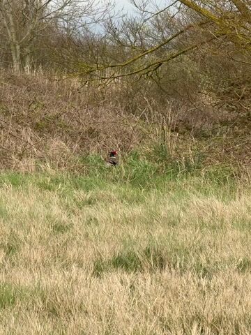 The video shows an outdoor scene featuring a pheasant in a natural habitat. The foreground is dominated by a field of tall, mostly light brown, dry grass with patches of greener grass. In the midground, partially obscured by the taller, greener grass, a male pheasant is visible. Its distinctive features include a dark-colored head, possibly with red markings around the eye, and a lighter, mottled body.

Behind the pheasant and the dense grass, there is a thick line of leafless trees and bushes, suggesting late winter or early spring. Some branches of these trees have a greenish-yellow moss or lichen growing on them. The overall impression is that of a wild, uncultivated area. The sky in the background is light and overcast, indicating a cloudy day. The pheasant remains relatively still throughout the short clip, blending into its surroundings, but it does show subtle movements of its head or body.