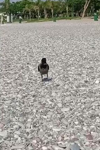 A crow stands on a pebble beach. Behind the crow, a treeline is visible, with palm trees among deciduous trees. In the distance, there are several green trash cans and two people walking. The crow is facing the camera, with its beak slightly open. The sun is shining, casting a shadow from the crow onto the pebbles. The scene is tranquil and natural.
