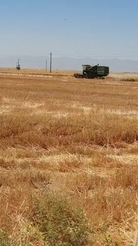 The video shows a combine harvester working in a golden wheat field under a clear blue sky. The combine is a large, green agricultural machine with a header in the front and a storage bin in the back. It is in motion, harvesting the wheat, and kicking up dust and straw behind it. The field is mostly flat, with cut wheat stalks scattered across the ground. In the background, there are a few utility poles and distant hills. The overall scene depicts agricultural activity during harvest season.