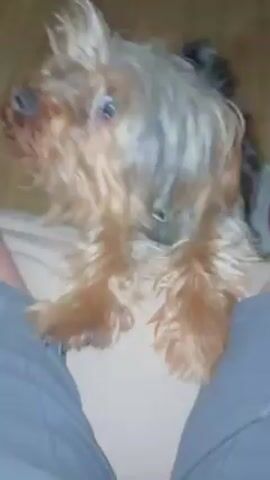 A small, long-haired dog, likely a Yorkie or similar breed, is resting on a person's lap. The person is wearing gray clothing and sitting with their legs visible. The dog is mostly brown and gray, with its fur somewhat unkempt. The dog turns its head and snuggles into the person's lap, hiding its face. The background appears to be a wooden floor.