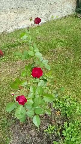 A rose bush with three red flowers and several buds is shown in a garden. The bush is supported by a stake. The background consists of grass and a stone wall. The video is a close-up shot of the rose bush.