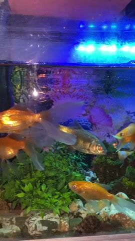 A fish tank with several fish swimming. The tank has blue lighting at the top and artificial plants and rocks at the bottom. The fish include koi, goldfish, and a silver fish. There is a lot of activity in the tank as the fish swim around. The video is shot from a close-up perspective, allowing the viewer to see the details of the fish and their environment.