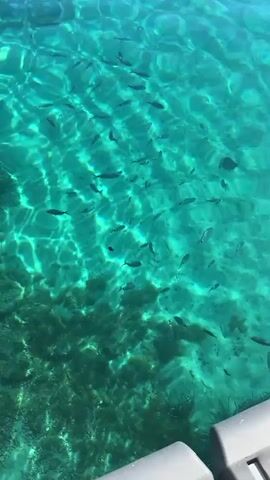 A school of small fish swims in clear turquoise water. The sun creates shimmering patterns on the water's surface. The bottom of the body of water is visible and appears to be covered in dark green seaweed. A white yacht is anchored in the distance.