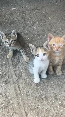 The video shows three kittens on a gray, rough ground. The kitten on the left is a tabby with gray and brown stripes and blue eyes. It is sitting and looking up. The kitten in the middle is a calico with white, gray, and orange patches and blue eyes. It is sitting and looking forward. The kitten on the right is orange with darker orange stripes and blue eyes. It is sitting and looking forward with a slightly squinted expression. The ground appears to be concrete or asphalt with some debris. There is a blurry white object in the background above the kittens. The lighting suggests daylight.