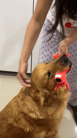 Early morning pet interactions recorded in Mexican neighborhood