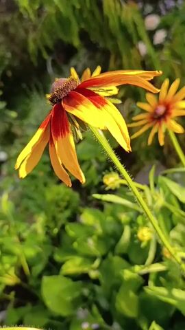 This video shows a close-up, slow-motion view of Black-Eyed Susan flowers in a garden. The flowers are in focus, with their yellow and red petals clearly visible against a blurred green background of leaves and other plants. The sun is shining, creating bright highlights on the petals and casting shadows. The camera slowly pans across the flowers, showing their delicate details and vibrant colors. The overall mood is peaceful and serene, highlighting the beauty of nature.