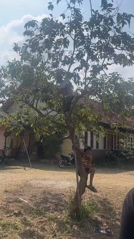 Two young males are in an outdoor setting with a house in the background and a tree in the foreground. One male is climbing the tree, while the other stands at the base of the tree and watches. The male in the tree is wearing a striped shirt and dark shorts. The male at the base of the tree is wearing a striped shirt and dark shorts and has a cap on his head. The tree is full of leaves and has branches that extend upwards. The house in the background has a tiled roof and windows. The ground is dry and dusty. A motorcycle is parked to the left of the tree.