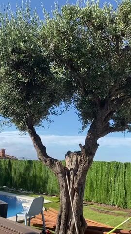 The video showcases a large, ancient olive tree with a distinctive split trunk, standing prominently in what appears to be a residential garden or backyard. The tree's dense green foliage fills the upper portion of the frame. Leaning against the base of the split trunk is a long, light-colored stick or pole.

In the background, to the left, a light blue swimming pool with white coping is visible, along with a white outdoor chair beside it. To the right, on the ground near the tree, there are several wooden planks. A neatly trimmed, tall green hedge or fence extends across the middle ground, separating the garden from the distant landscape.

Beyond the hedge, under a clear blue sky with a few wispy clouds, a panoramic view of the sea is discernible, indicating a coastal location. A building with a reddish-brown tiled roof can be seen to the left, partially obscured by the tree and hedge. The overall impression is one of a bright, sunny day. No people are visible in the video, and there is no visible text. The camera slowly pans upwards, revealing more of the tree's canopy and the expansive sky.