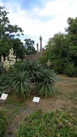 The video shows a sweeping view of a grey, Gothic-style castle with intricate architectural details, including towers and crenellations. The castle is surrounded by lush greenery, with manicured hedges and exotic-looking plants in the foreground, including spiky yucca plants and a tall agave with a flower stalk. The ground is covered with dry grass and paved pathways made of cobblestones. A cloudy sky with patches of blue is visible above. There are glimpses of people in the distance, some standing near the castle entrance and others in the background, though their faces and actions are not clearly discernible. The camera pans across the scene, offering a panoramic perspective of the castle and its grounds. The overall impression is one of grandeur and historical significance.