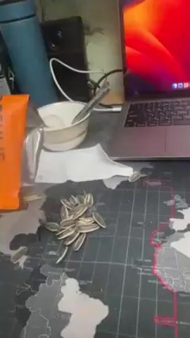 A person is seated at a desk, pouring sunflower seeds from an orange package onto a world map deskpad. The person is watching a TV screen above the desk, which is displaying an episode of a TV series. A bowl, tissue, speakers, and Macbook are also on the desk. The individual has the TV on while spreading seeds on their desk.