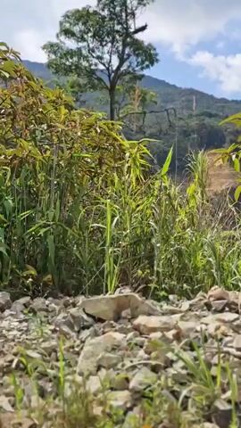 The video begins with a close-up of tall green grass and some rocks in the foreground. A utility pole appears to the right, partially obscured by vegetation. The camera then pans to reveal a lush green hillside, with dense foliage covering the slopes. In the distance, a large section of the hillside appears to have been cut away, revealing bare earth and rocks, possibly due to a landslide. Power lines are visible stretching across the frame, adding to the sense of a natural landscape being traversed by human infrastructure. The scene is bathed in bright, natural light, suggesting it is daytime, with scattered clouds in the sky. The overall mood is one of natural beauty mixed with a hint of the dramatic impact of natural forces or human intervention on the landscape. The location is identified as Nam Khánh Vĩnh, Vietnam. There is no visible text in the video.