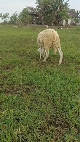 A sheep is grazing in a grassy field. The sheep is facing away from the camera and its head is down, as if it is eating. In the background, there are some trees and buildings. The sky is overcast.