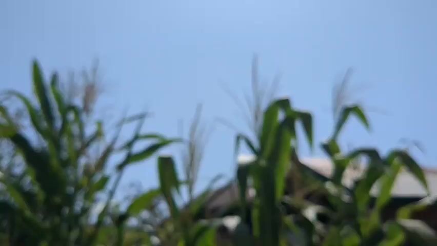 The video shows a close-up, slightly out-of-focus shot of corn stalks against a clear blue sky. The corn stalks are green and appear to be in various stages of growth, with some showing tassels. In the background, a roof of a building is visible. The sunlight suggests it is daytime. There are no people or animals visible in the video.