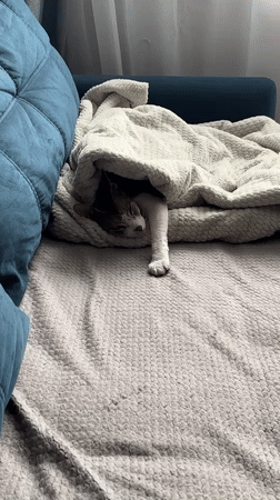Cat sleeps peacefully on couch in Korolyov, Russia