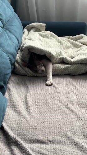 Cat sleeps peacefully on couch in Korolyov, Russia