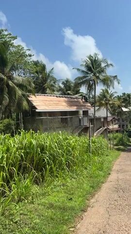 This media file captures a scene at Heenatigala Junction, Sri Lanka, under a bright, sunny sky with scattered clouds, suggesting it is daytime. The primary focus is on the construction of a building, specifically the roofing work. Two individuals are actively engaged in laying roof tiles on the structure. The building appears to be under construction, with exposed brickwork and scaffolding visible, indicating an ongoing building project.

The surrounding environment is lush and tropical. Tall palm trees with their fronds swaying are prominent, framing the construction site. In the foreground, vibrant green, tall grass or reeds grow abundantly, adding to the tropical ambiance. A dirt road runs alongside the grassy area and the building, implying a rural or semi-rural setting. The overall atmosphere is one of industrious activity set against a backdrop of natural beauty. No visible text is present in the media file.