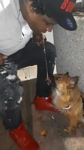 A person wearing a grey shirt, black jeans, and red shoes is crouched down and interacting with a small, brown dog on a leash. The person is holding a piece of spaghetti or noodle in their mouth and offering the other end to the dog, who is trying to take it. The person is also wearing a black baseball cap with red lettering. The background is a concrete wall or structure. There is debris on the ground, including what appears to be a piece of bread.