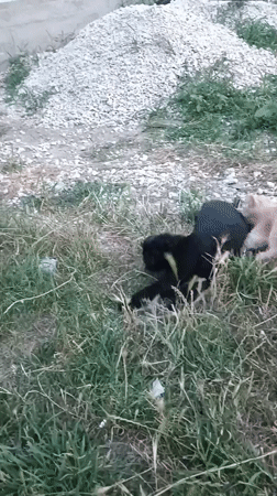 Black and orange cats hang out in a grassy Moldovan yard