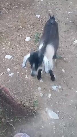 The video shows a young goat standing on sandy ground with scattered rocks and dried vegetation. The goat is mostly dark gray with white markings on its face, ears, and belly. It has short, curved horns. In the lower left corner of the frame, a portion of a brown wire mesh fence is visible, and in the lower right, a human foot wearing a sandal is partially visible. The goat is looking upwards and appears to be interacting with the camera. The lighting suggests it is daytime.