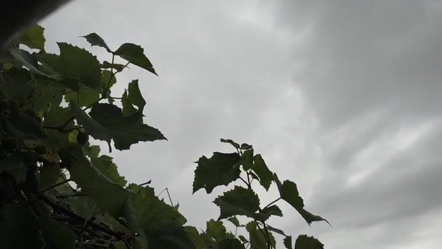 Rainy afternoon in a Russian backyard: vines, bugs, and home details
