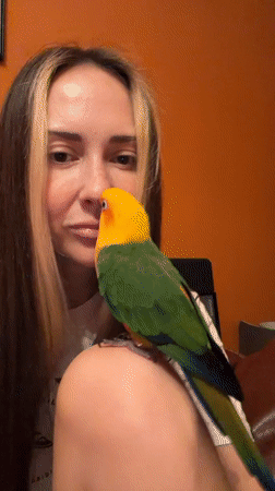 Sun conure parrot and dog relaxing at home in Khimki
