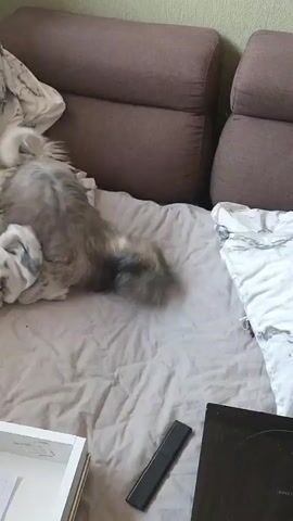 A small, shaggy dog with gray and white fur is on a bed. The dog is shaking its head, causing its fur to move rapidly. It is surrounded by crumpled white and gray patterned bedding and is positioned in front of two brown couch cushions. The scene appears to be indoors, with a wall visible behind the couch. In the foreground, a black remote control is visible on the bed, and a white tray with some paper is on the lower left.