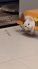 White cat plays in fast-food themed cardboard boxes