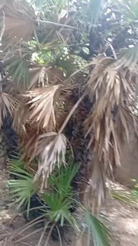 The video shows a close-up view of a palm tree with many fronds, some of which are dry and brown while others are green and vibrant. There are also clusters of small, dark fruits visible on the trunk of the tree. The background is somewhat out of focus but appears to be an outdoor environment with dirt and some greenery. The camera appears to be moving slightly, giving a sense of looking around the tree.
