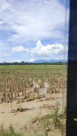 The video shows a view of a flooded rice field under a partly cloudy sky. The rice stalks are flattened and submerged in muddy water. In the distance, there are trees and mountains. There are also some structures visible, including a small hut with a thatched roof. The video appears to be shot from a moving vehicle, as indicated by the slight blur and the presence of a dark frame on the right side of the image. There are no people clearly visible in the video, though there might be some figures in the distance that are too indistinct to identify.