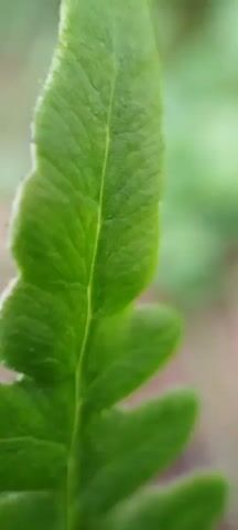 This is a macro video of a green fern frond. The frond is in focus and fills most of the frame. The background is blurred and appears to be natural foliage. The video is static and there is no discernible movement or activity.