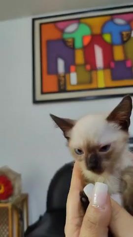A close-up shot shows a person's hand gently holding a tiny Siamese kitten with blue eyes. The kitten's head is tilted downwards as it appears to be sniffing or licking something white held between the person's fingers. The background features a colorful abstract painting on a light-colored wall.