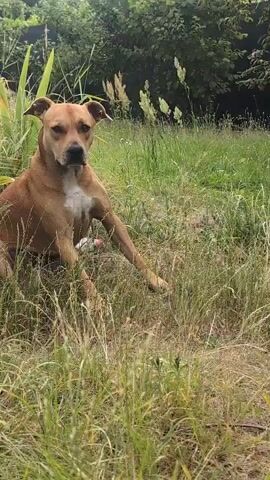The video shows a medium-sized, tan-colored dog with floppy ears sitting in tall grass. The dog has a white patch on its chest and is looking to its right. A plastic bottle is partially visible in the grass near the dog. The background consists of more tall grass and some trees and foliage. The lighting suggests it is daytime. The camera pans slightly to the right, showing more of the dog's body and the surrounding environment. The dog's tail is not visible in the frame. The overall scene is an outdoor, natural setting.