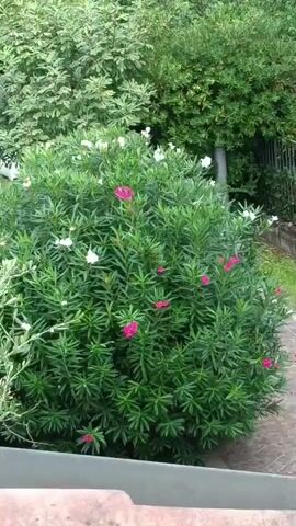 A green bush with pink and white flowers is in full bloom. The bush is surrounded by other green foliage, and in the background, a metal fence can be seen. The lighting suggests it is daytime.