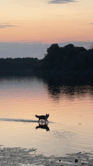 Dog wading at the edge of a Latvian lake at sunset