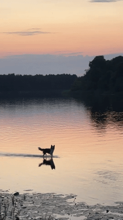 Dog wading at the edge of a Latvian lake at sunset