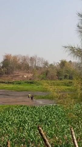 A wide shot shows a rural landscape under a hazy sky. In the foreground, a dense field of green corn stalks fills the bottom of the frame. Behind the corn, a shallow body of brown water or mud is visible, covered in patches of green vegetation. Two individuals are present in this water area. One, wearing a yellow shirt, stands facing away from the camera, while another person, dressed in dark clothing, is bent over. The middle ground features a gentle slope covered in dry grasses and a few scattered trees. The background is dominated by a line of trees, some with bare branches, and taller bamboo stalks. A large pine tree branch with needles extends into the right side of the frame. The overall impression is a natural, somewhat unkempt environment.