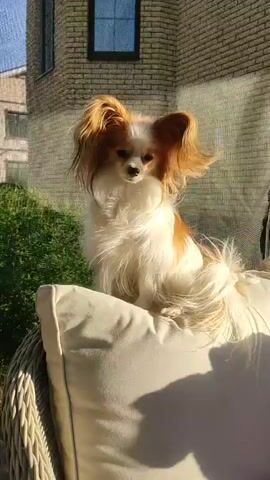 This media file captures a charming Papillon dog sitting on a cream-colored cushion outdoors. The dog, predominantly white with ginger markings on its head and back, has large, expressive ears that stand erect. Its fluffy tail is curled behind it. The dog is looking slightly to the left of the camera, with a gentle expression.

The setting appears to be a patio or garden area. Behind the dog, a lush green hedge provides a vibrant backdrop. In the distance, a brick building with a dark-framed window is visible, suggesting a residential area. The lighting indicates it is daytime, likely late afternoon or early evening, with the sun casting long shadows and highlighting the dog's fur. The presence of a woven chair and outdoor cushions suggests a comfortable relaxation spot. The overall mood is peaceful and serene.